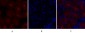SOCS-1 Polyclonal Antibody
